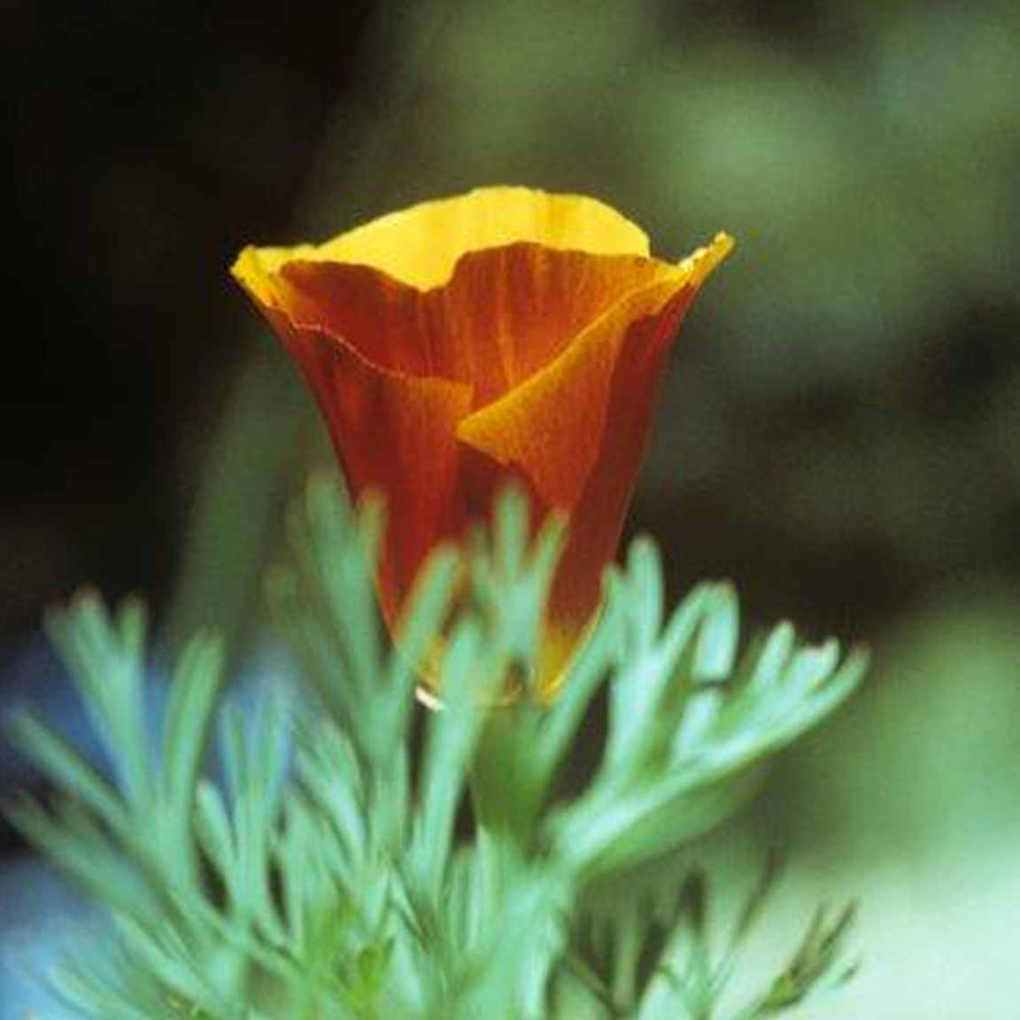 Suzanne Barnes, LMFT Banner Image of  Yellow Poppy Flower 